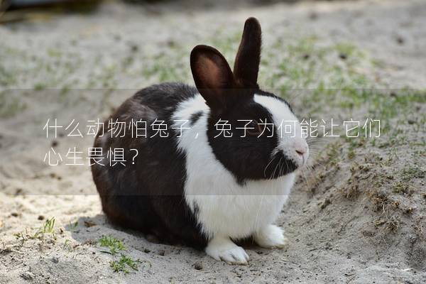 什么动物怕兔子，兔子为何能让它们心生畏惧？