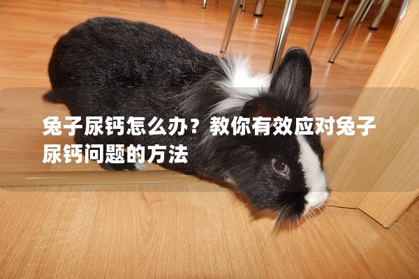兔子尿钙怎么办？教你有效应对兔子尿钙问题的方法