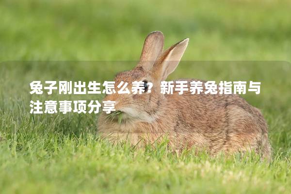 兔子刚出生怎么养？新手养兔指南与注意事项分享