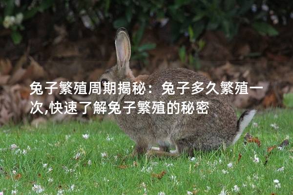 兔子繁殖周期揭秘：兔子多久繁殖一次,快速了解兔子繁殖的秘密