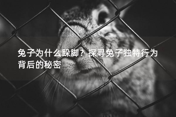 兔子为什么跺脚？探寻兔子独特行为背后的秘密