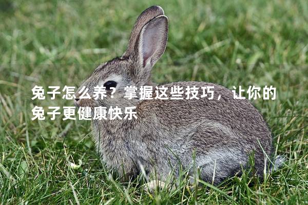 兔子怎么养？掌握这些技巧，让你的兔子更健康快乐