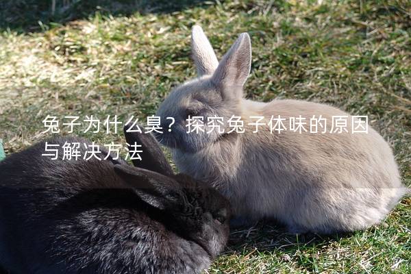 兔子为什么臭？探究兔子体味的原因与解决方法