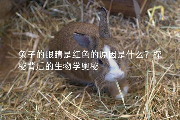 兔子的眼睛是红色的原因是什么？探秘背后的生物学奥秘