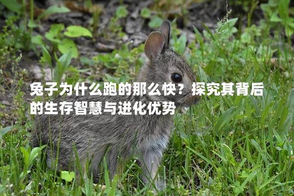 兔子为什么跑的那么快？探究其背后的生存智慧与进化优势