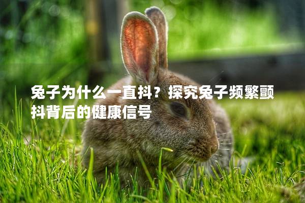 兔子为什么一直抖？探究兔子频繁颤抖背后的健康信号