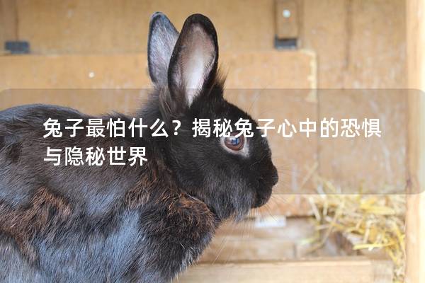 兔子最怕什么？揭秘兔子心中的恐惧与隐秘世界