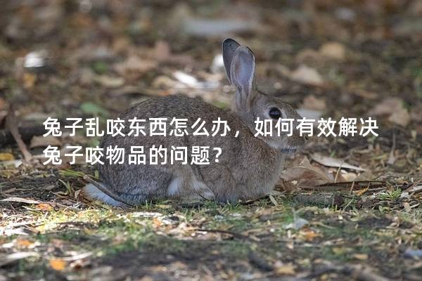兔子乱咬东西怎么办，如何有效解决兔子咬物品的问题？