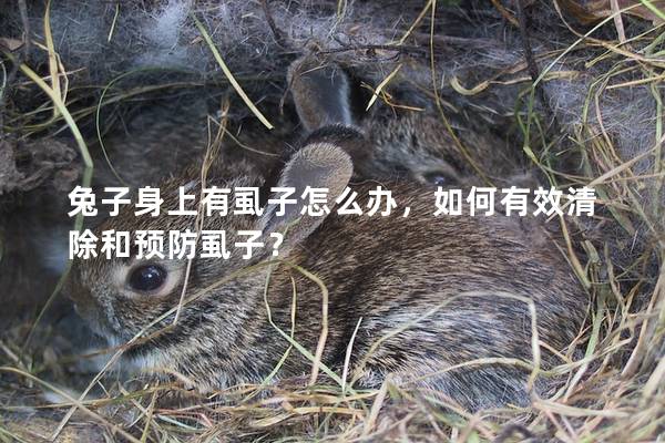 兔子身上有虱子怎么办，如何有效清除和预防虱子？