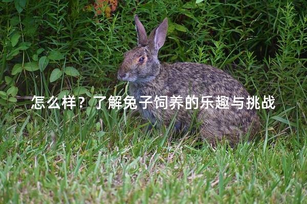 怎么样？了解兔子饲养的乐趣与挑战