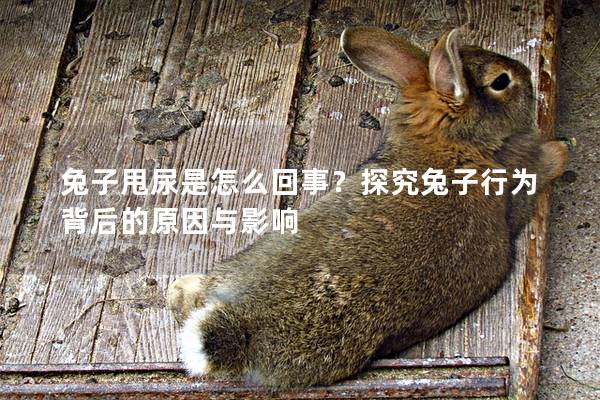 兔子甩尿是怎么回事？探究兔子行为背后的原因与影响