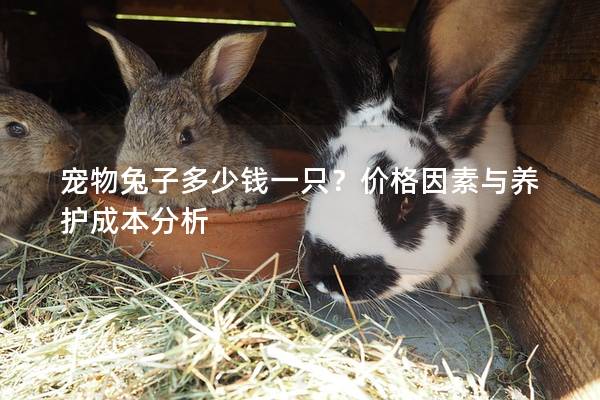 宠物兔子多少钱一只？价格因素与养护成本分析
