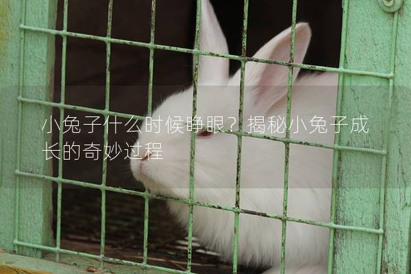 小兔子什么时候睁眼？揭秘小兔子成长的奇妙过程