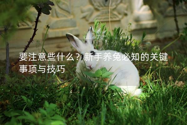 要注意些什么？新手养兔必知的关键事项与技巧