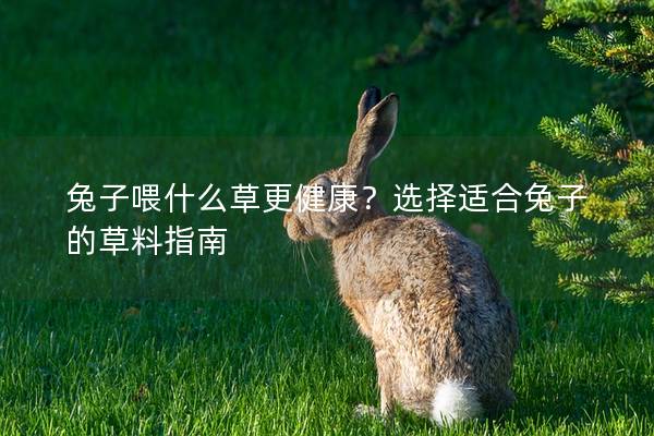 兔子喂什么草更健康？选择适合兔子的草料指南