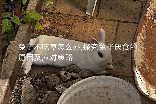 兔子不吃草怎么办,探究兔子厌食的原因及应对策略