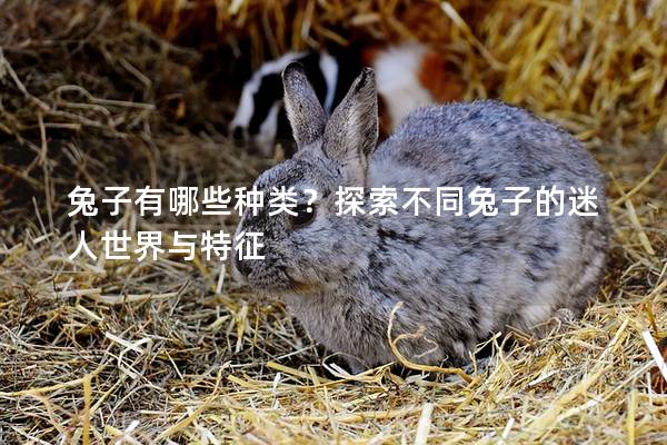 兔子有哪些种类？探索不同兔子的迷人世界与特征