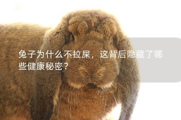 兔子为什么不拉屎，这背后隐藏了哪些健康秘密？