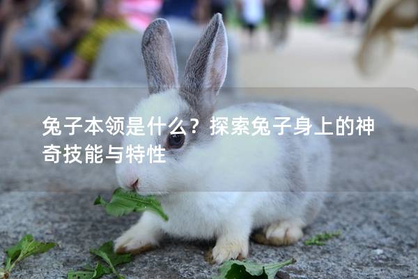 兔子本领是什么？探索兔子身上的神奇技能与特性