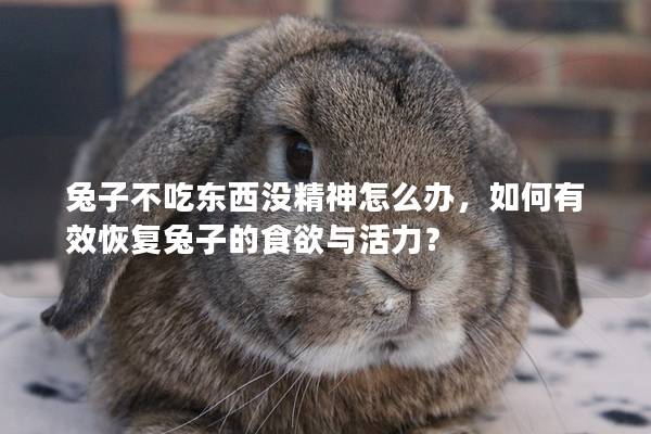 兔子不吃东西没精神怎么办，如何有效恢复兔子的食欲与活力？
