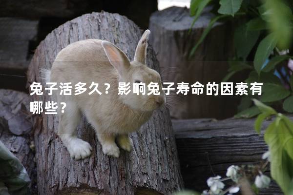 兔子活多久？影响兔子寿命的因素有哪些？