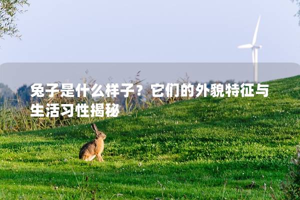 兔子是什么样子？它们的外貌特征与生活习性揭秘