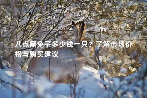 八点黑兔子多少钱一只？了解市场价格与购买建议