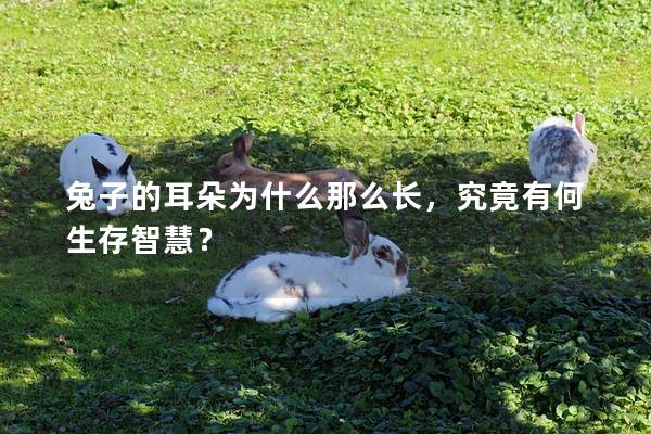 兔子的耳朵为什么那么长，究竟有何生存智慧？