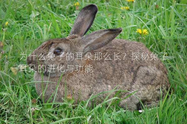 为什么兔子的耳朵那么长？探秘兔子耳朵的进化与功能