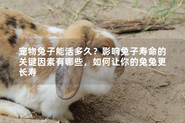 宠物兔子能活多久？影响兔子寿命的关键因素有哪些，如何让你的兔兔更长寿