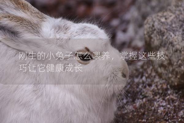刚生的小兔子怎么喂养，掌握这些技巧让它健康成长