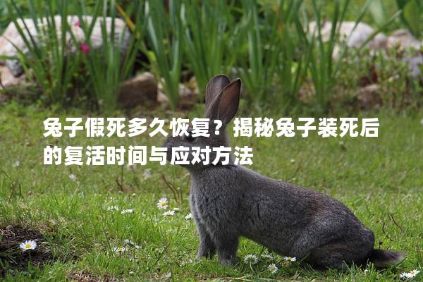 兔子假死多久恢复？揭秘兔子装死后的复活时间与应对方法