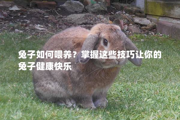 兔子如何喂养？掌握这些技巧让你的兔子健康快乐
