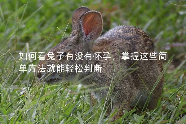 如何看兔子有没有怀孕，掌握这些简单方法就能轻松判断