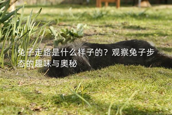兔子走路是什么样子的？观察兔子步态的趣味与奥秘