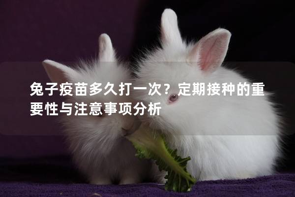 兔子疫苗多久打一次？定期接种的重要性与注意事项分析