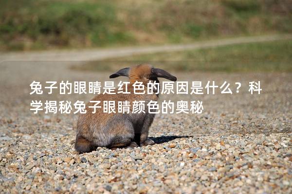 兔子的眼睛是红色的原因是什么？科学揭秘兔子眼睛颜色的奥秘