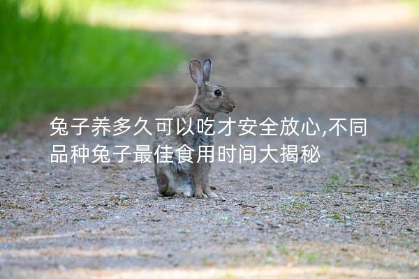 兔子养多久可以吃才安全放心,不同品种兔子最佳食用时间大揭秘