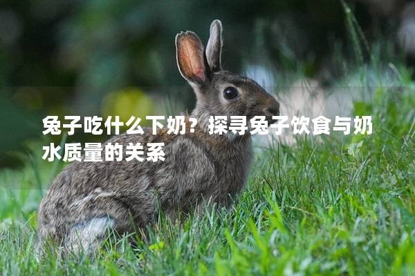 兔子吃什么下奶？探寻兔子饮食与奶水质量的关系