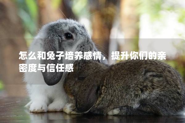 怎么和兔子培养感情，提升你们的亲密度与信任感