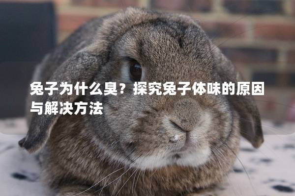 兔子为什么臭？探究兔子体味的原因与解决方法