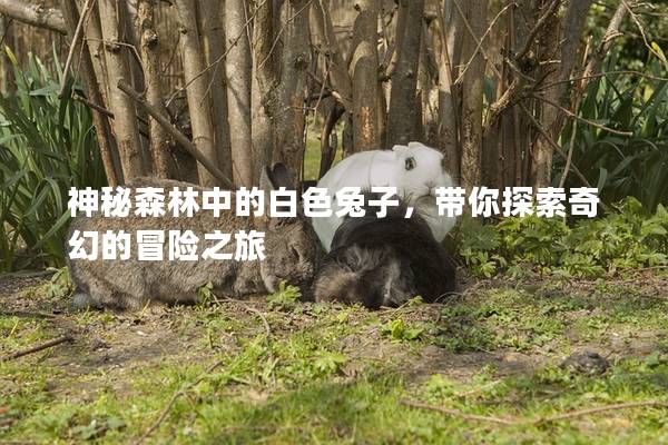 神秘森林中的白色兔子，带你探索奇幻的冒险之旅
