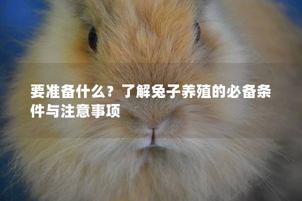 要准备什么？了解兔子养殖的必备条件与注意事项