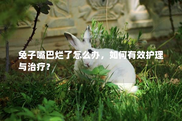 兔子嘴巴烂了怎么办，如何有效护理与治疗？