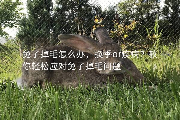 兔子掉毛怎么办，换季or疾病？教你轻松应对兔子掉毛问题