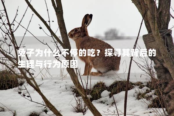 兔子为什么不停的吃？探寻其背后的生理与行为原因