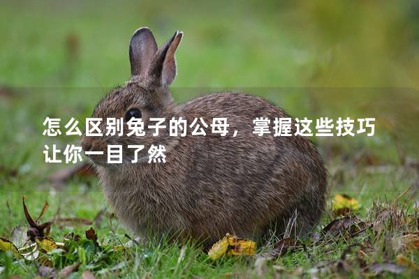 怎么区别兔子的公母，掌握这些技巧让你一目了然