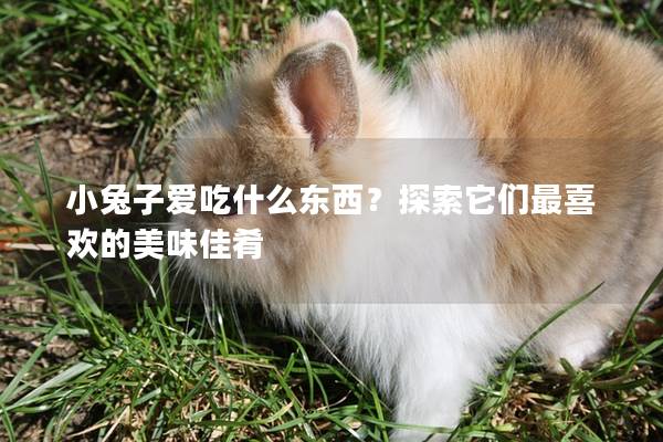 小兔子爱吃什么东西？探索它们最喜欢的美味佳肴