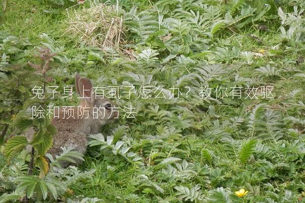 兔子身上有虱子怎么办？教你有效驱除和预防的方法