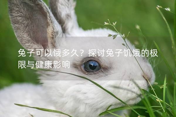 兔子可以饿多久？探讨兔子饥饿的极限与健康影响